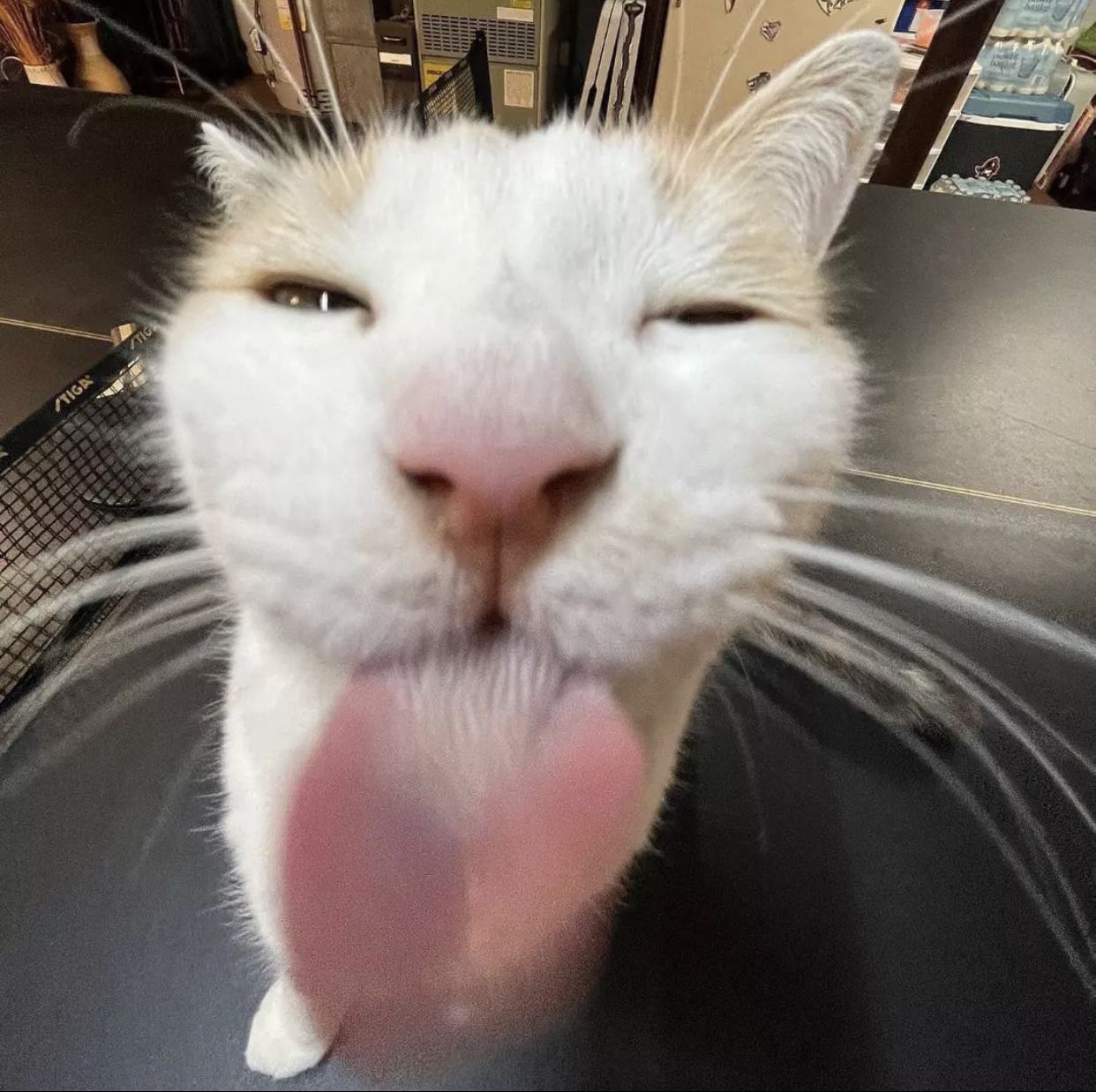 the bleh cat!!!!!1