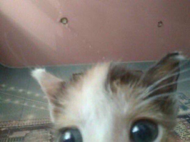 jinx